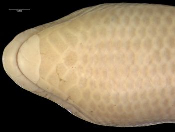 Media type: image;   Herpetology R-26584 Aspect: head ventral